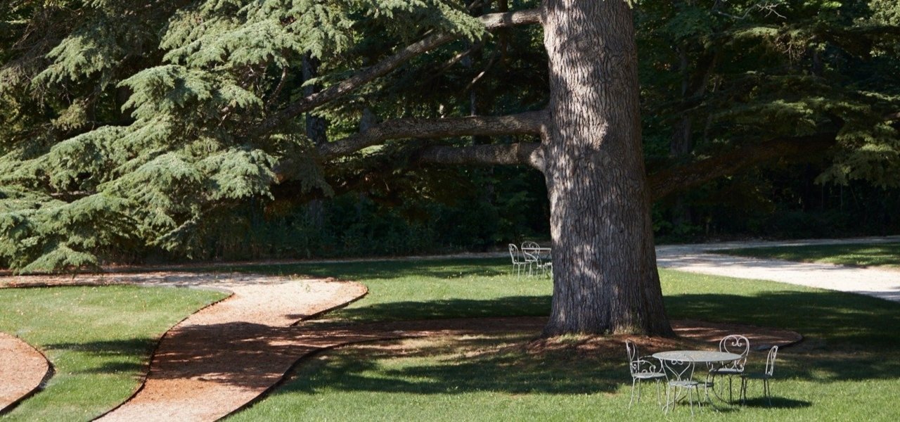 Trees of Fonscolombe